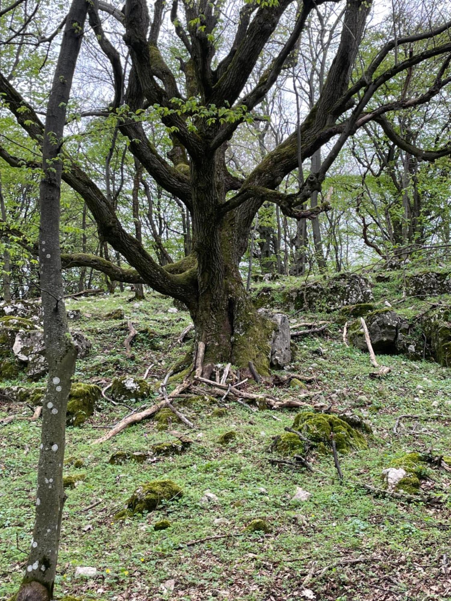 Bakonyi Porta Olaszfalu Esterno foto